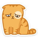 cat11 {cat11} {cat11}